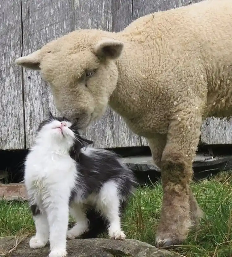 A fluffy white and black kitten sits on a rock, looking up with its eyes closed as a sheep leans down to gently kiss its…