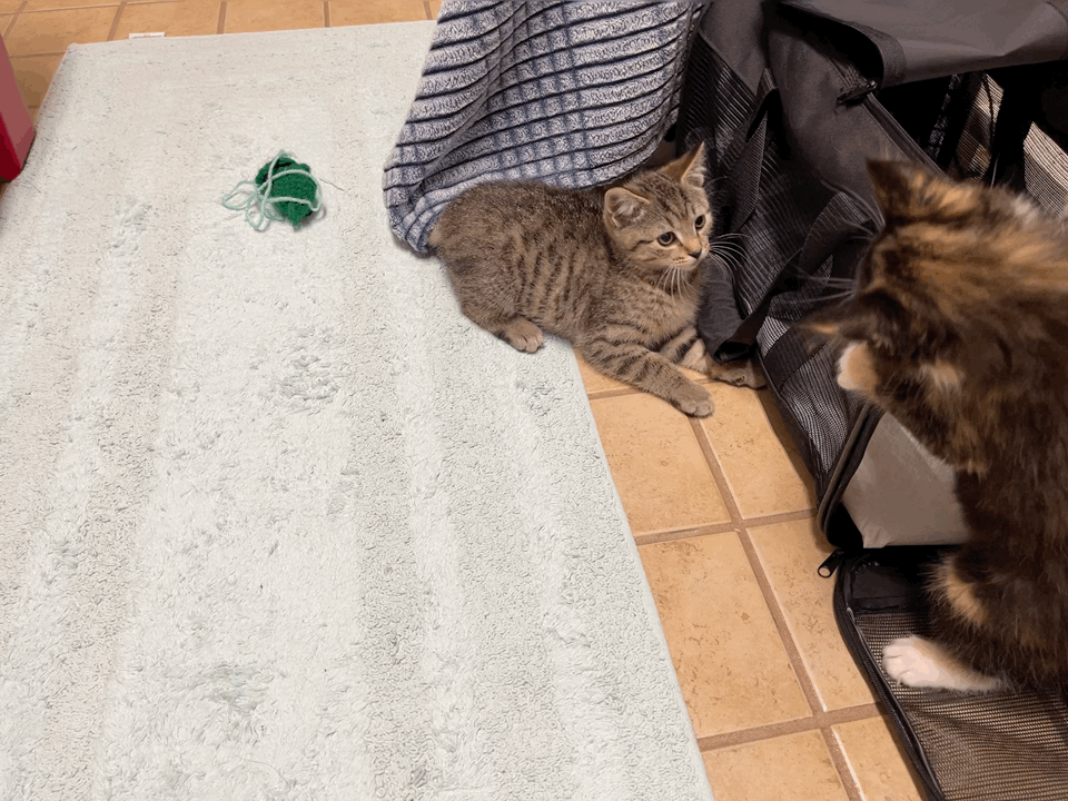 A sequence of six photos shows two kittens interacting with a black pet carrier on a tiled floor. One tabby kitten sits…