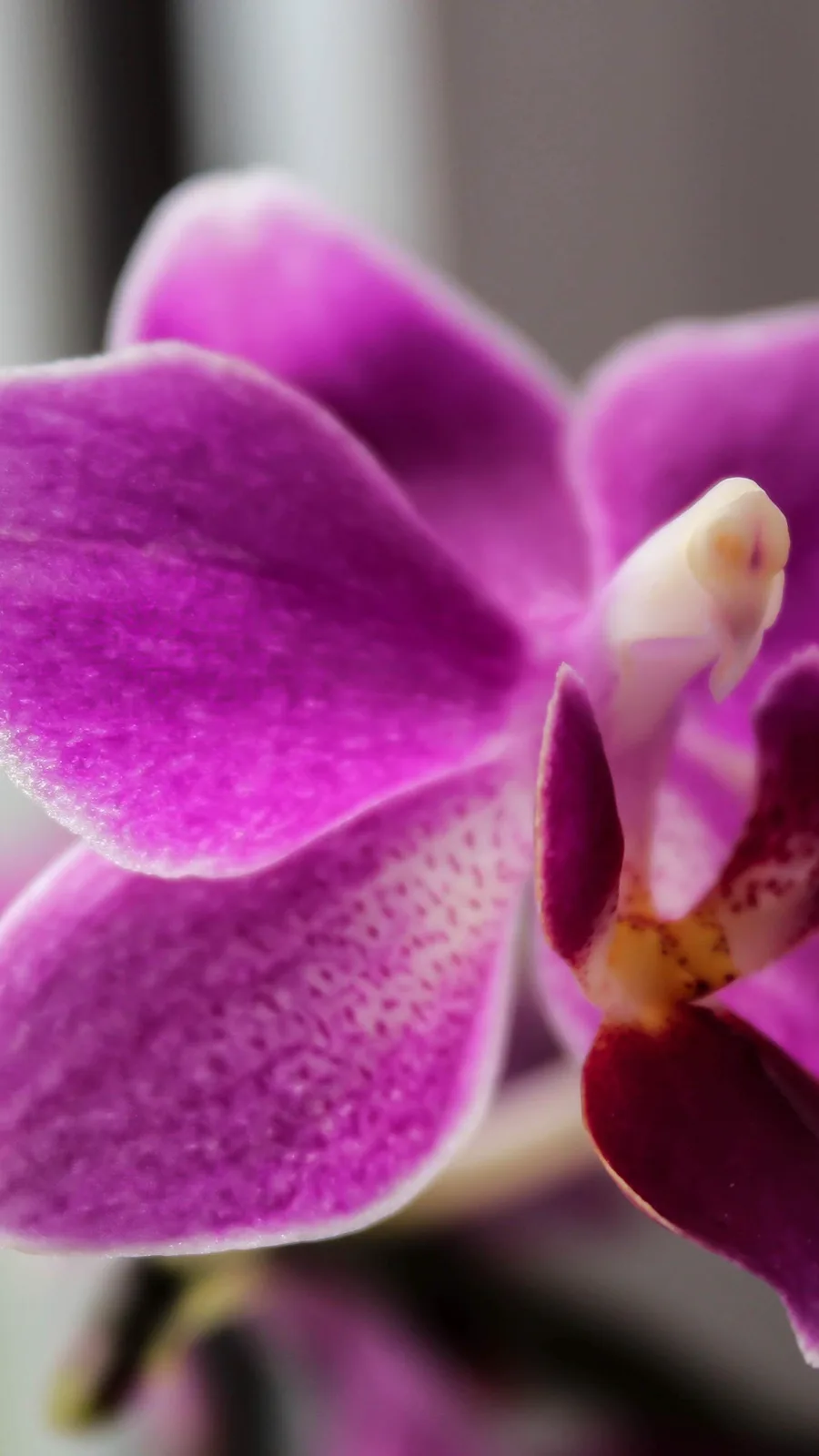 A close-up photograph of a vibrant purple orchid with detailed petals and a blurred background. Overlaid text reads 'i'm not…