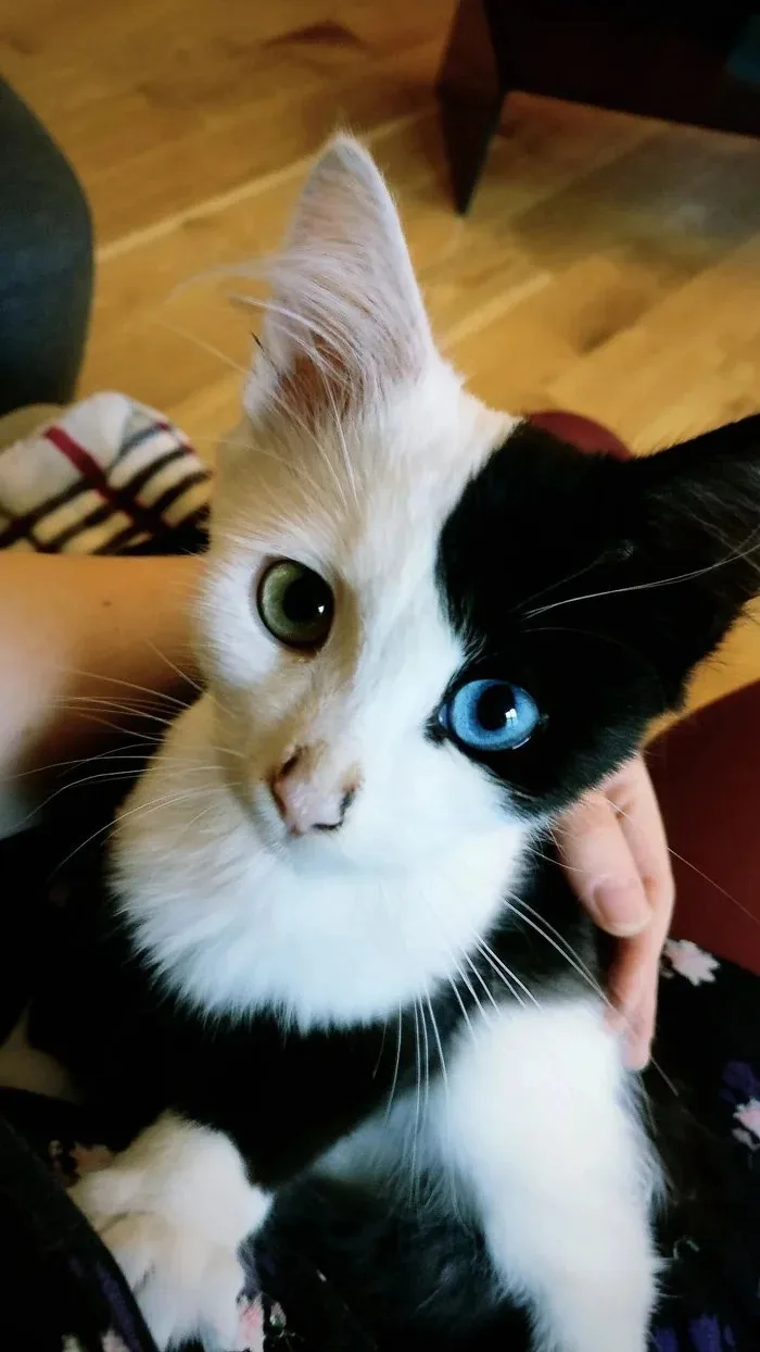 A close-up photo of a black-and-white cat with one green eye and one blue eye, being petted by a person's hand. The cat…