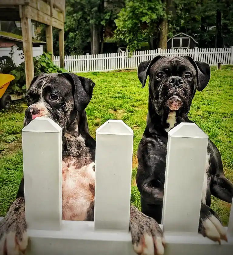 Two boxer dogs are peeking over a white picket fence in a grassy yard, looking directly at the camera with serious…
