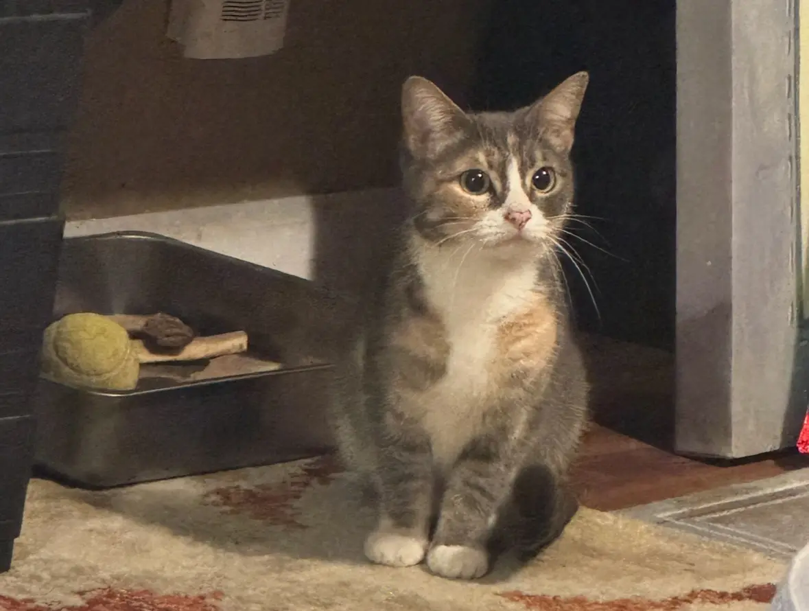 A calico cat with wide, innocent eyes sits upright on a patterned rug, looking directly at the camera. Behind it, a metal…