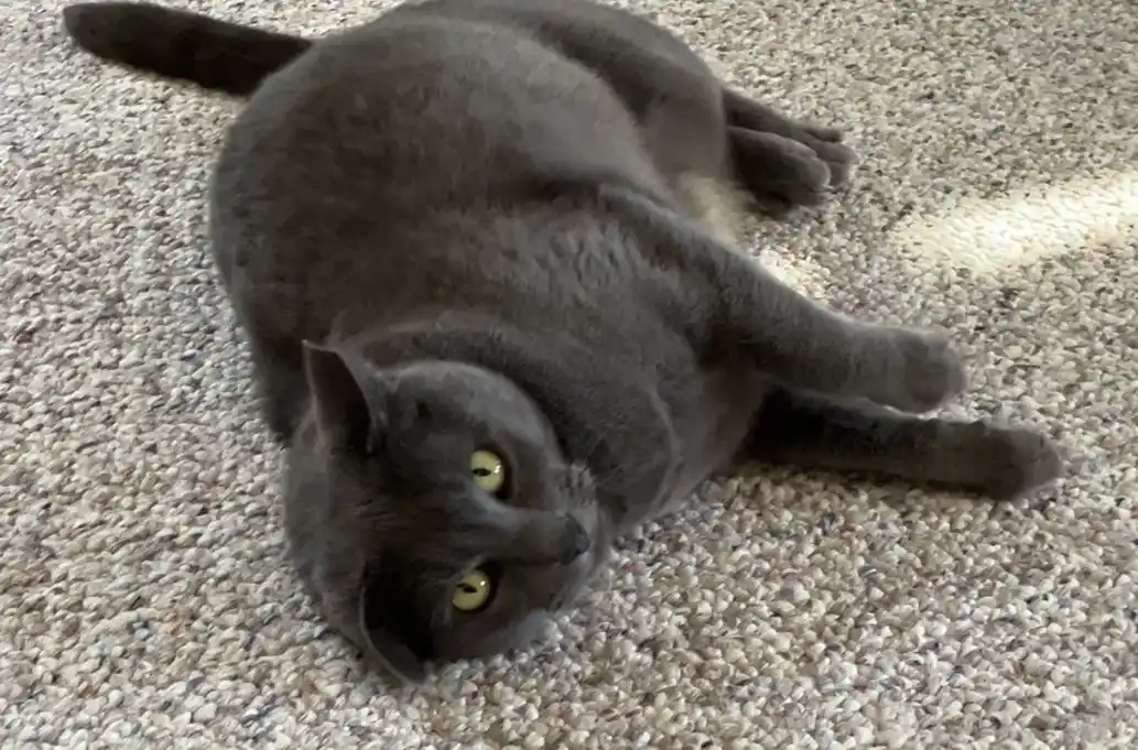 A gray cat lies on its side on a beige carpet, looking up with wide, yellow eyes. The text overlaid on the image reads 'i'm…