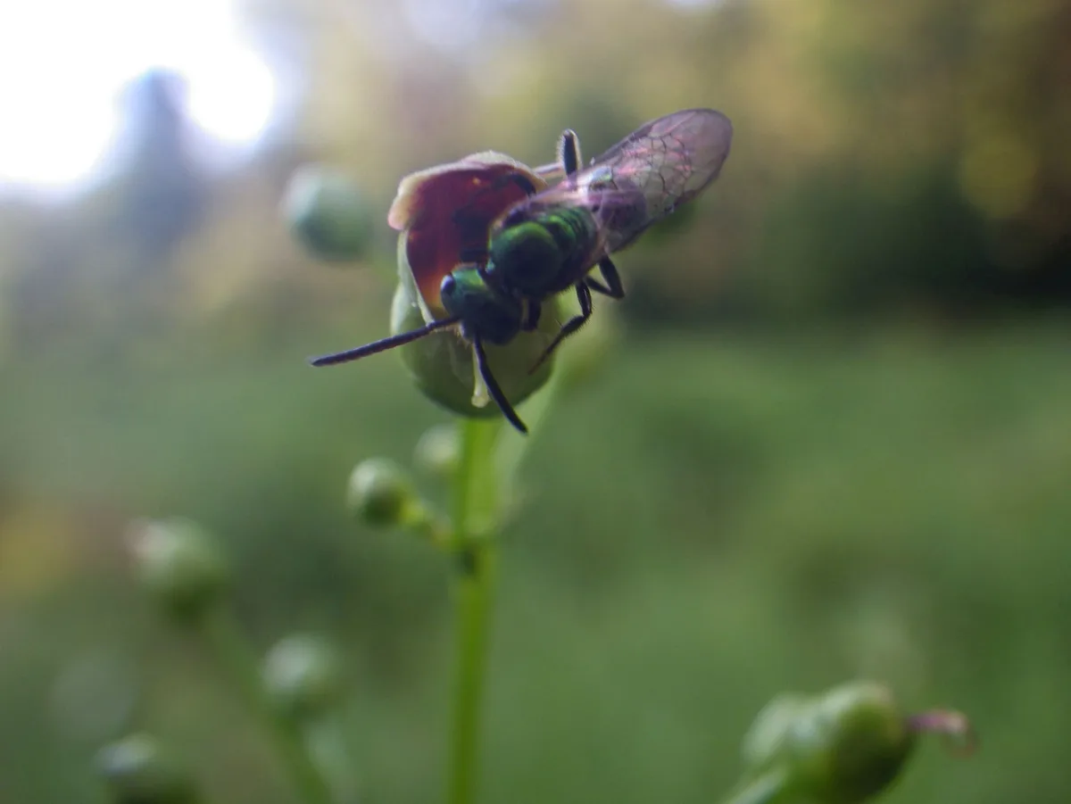 Meet the Dazzling Green Metallic Sweat Bee