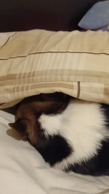 A triptych of images shows a small brown, white, and black dog initially curled up and mostly hidden under a beige striped…