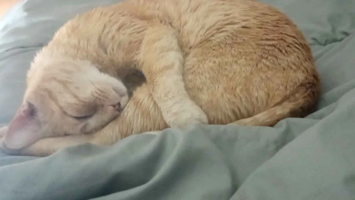 A light orange tabby cat is curled up in a tight ball on a gray blanket, appearing to be asleep with its eyes closed and one…