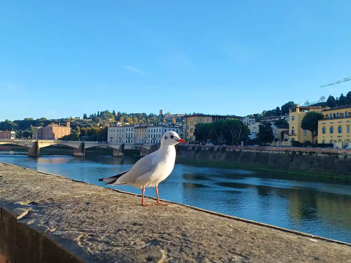 A white seagull with orange beak and legs stands on a stone ledge overlooking a river with a bridge and European-style…