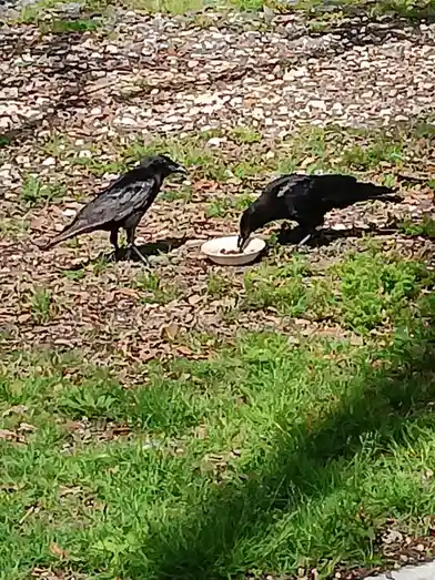 Two black crows are near a white bowl on a grassy area with scattered leaves. One crow is eating from the bowl while the…
