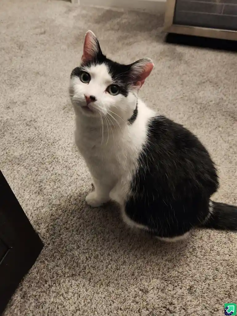 A black and white cat sits on a beige carpet, looking up with wide green eyes and a slightly tilted head, as if questioning…