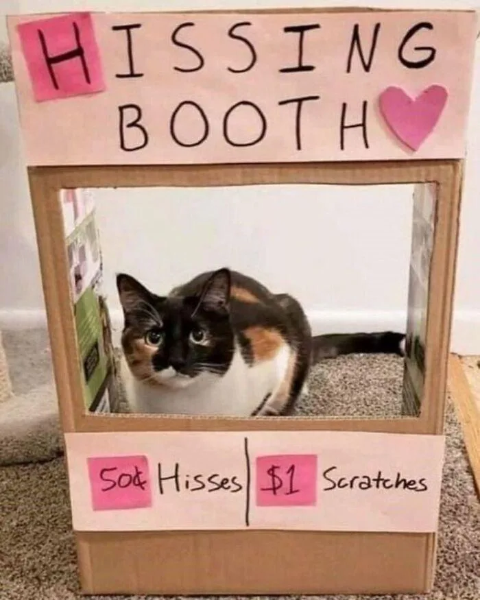 A calico cat sits inside a cardboard booth labeled 'Hissing Booth' with a pink heart. Pink sticky notes below the window…