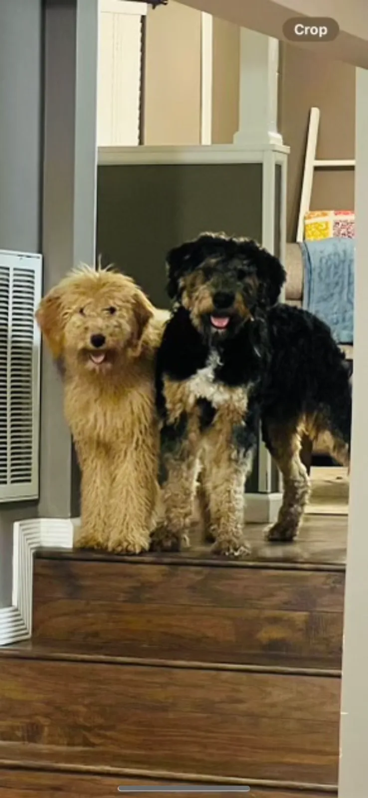 Two fluffy dogs, one light brown and one black and tan, stand side-by-side on wooden stairs inside a home. The light brown…
