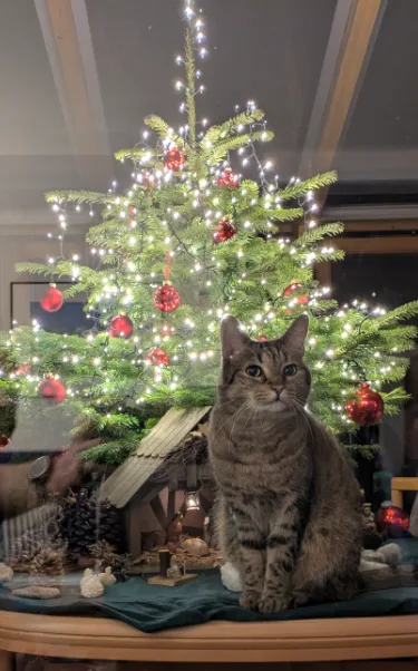 A tabby cat sits solemnly on a decorated table in front of a lit Christmas tree adorned with red ornaments and string…