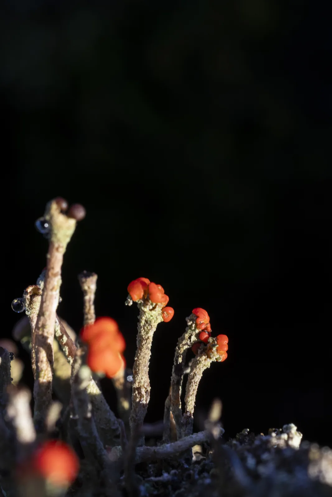 A close-up photograph shows several stalks of bright orange-red lichen with small, berry-like structures at their tips, set…