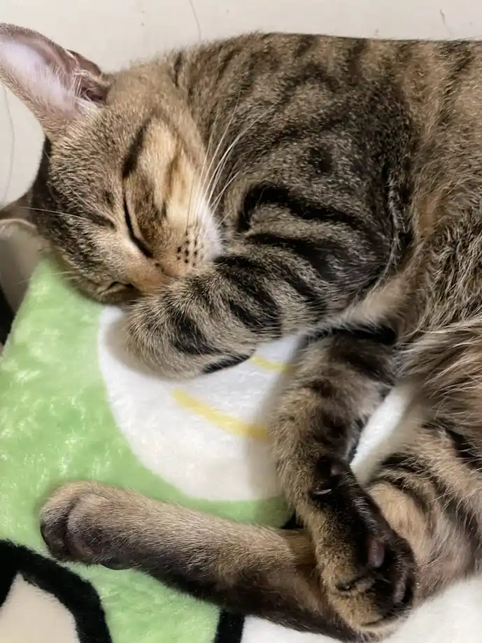 A tabby cat is curled up and sleeping soundly on a green and white blanket, with one paw covering its face. The overlaid…