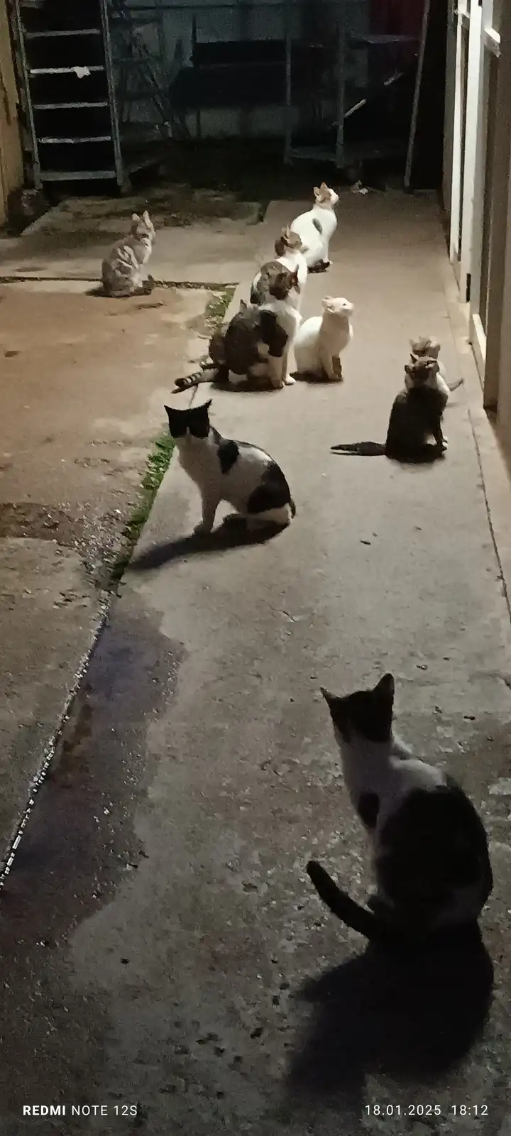 A nighttime photo shows a line of about eight cats sitting in a row on a concrete path, all facing away from the camera…