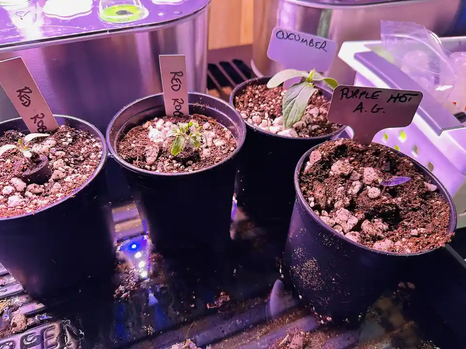 Four small potted plants under purple grow lights, each with a handwritten label: 'Red Roo', 'Cucumber', 'Purple Hot A.G.'…