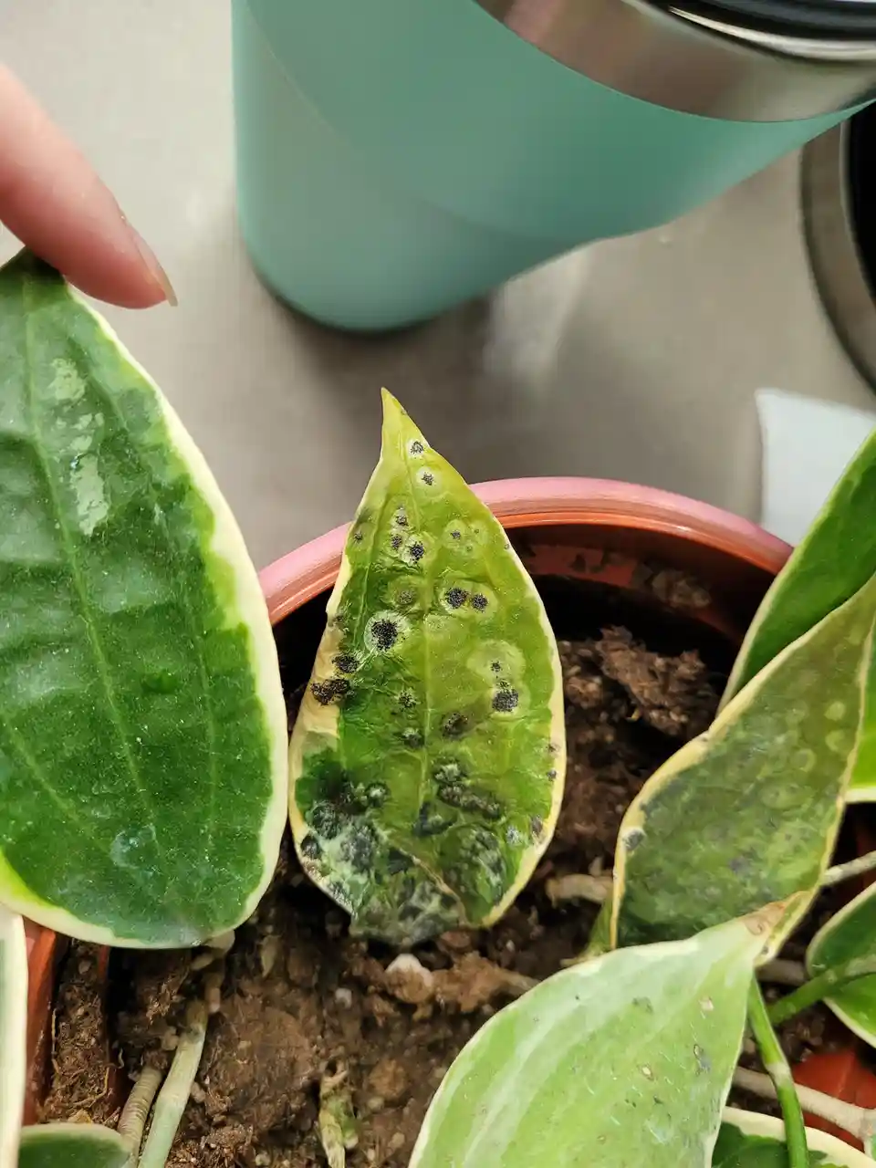 A close-up photo shows a potted plant with several leaves, one of which is severely damaged with black spots and yellowing…