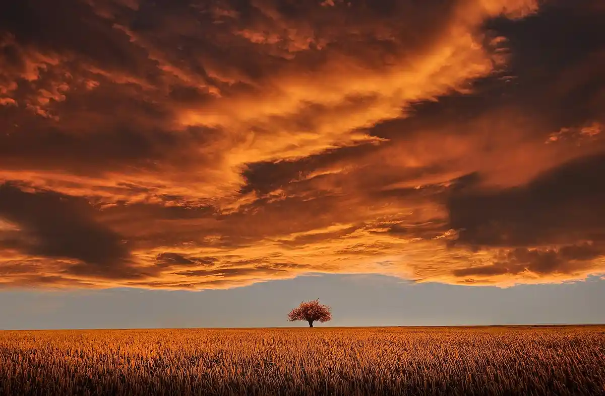 A solitary tree stands in the middle of a vast, golden wheat field under a dramatic, fiery orange and red sky filled with…
