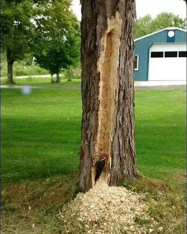 a large pine tree in a grassy yard has a long, vertical hole drilled through its trunk, with wood shavings piled at its…