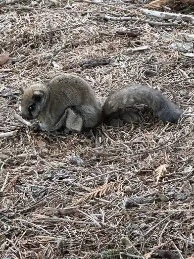 A small, gray flying squirrel is sitting on a bed of dry pine needles and twigs, appearing to be eating something. The image…