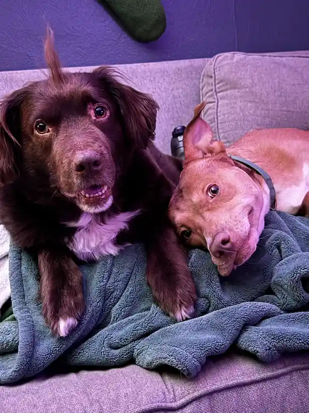 Two dogs are lying on a couch under a blanket, one brown with a white chest and one reddish-brown, both looking at the…