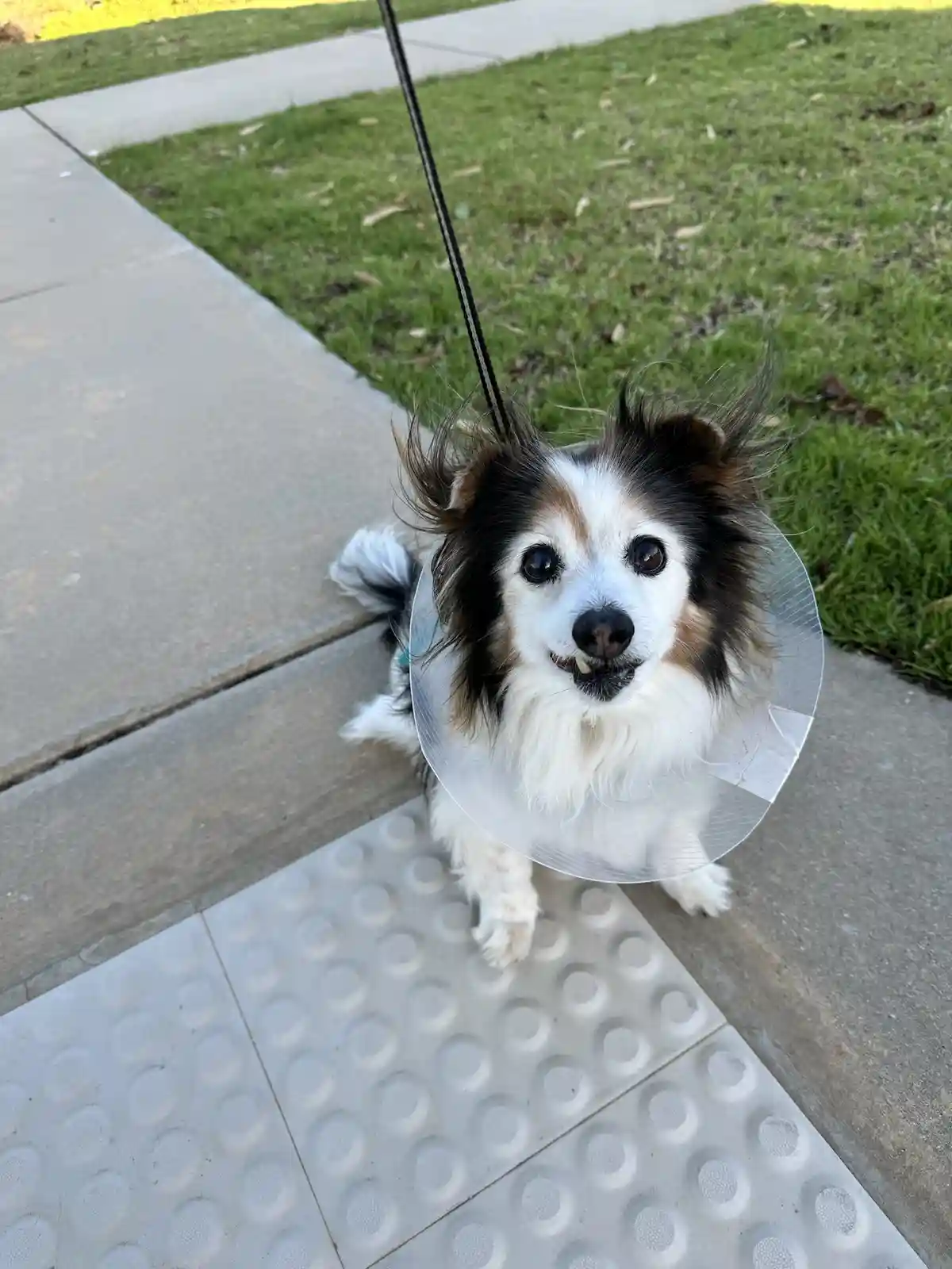 A small, fluffy dog with black, white, and brown fur stands on a sidewalk next to a grassy area, wearing a clear plastic…