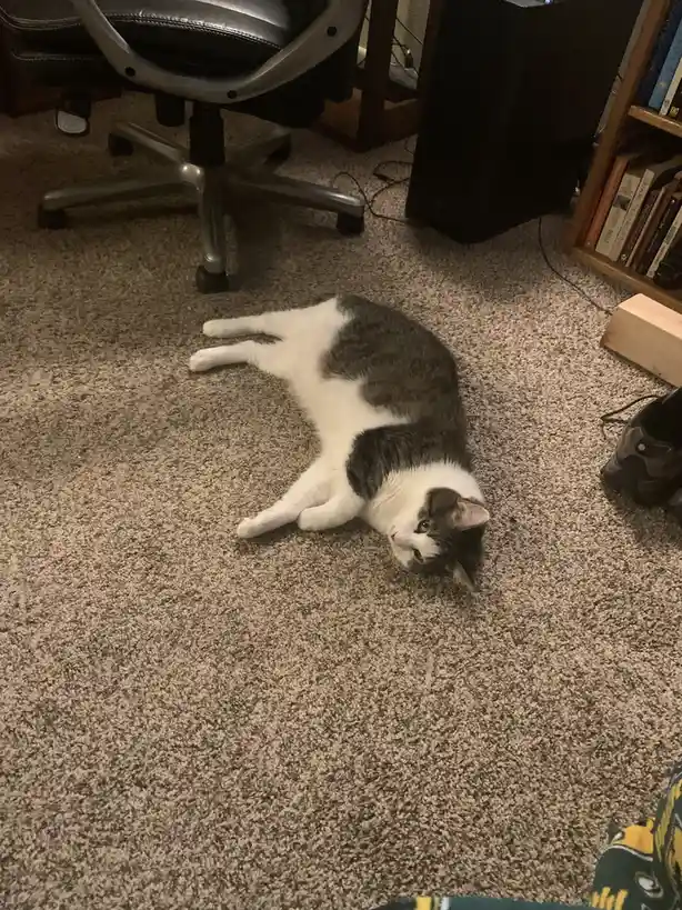 A gray and white cat lies sprawled on its side on a beige carpet, looking up with a relaxed expression. In the background…