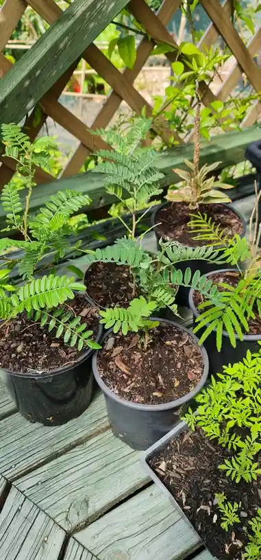 Several small potted plants with green leaves sit on a weathered green wooden deck, arranged near a wooden lattice. The…
