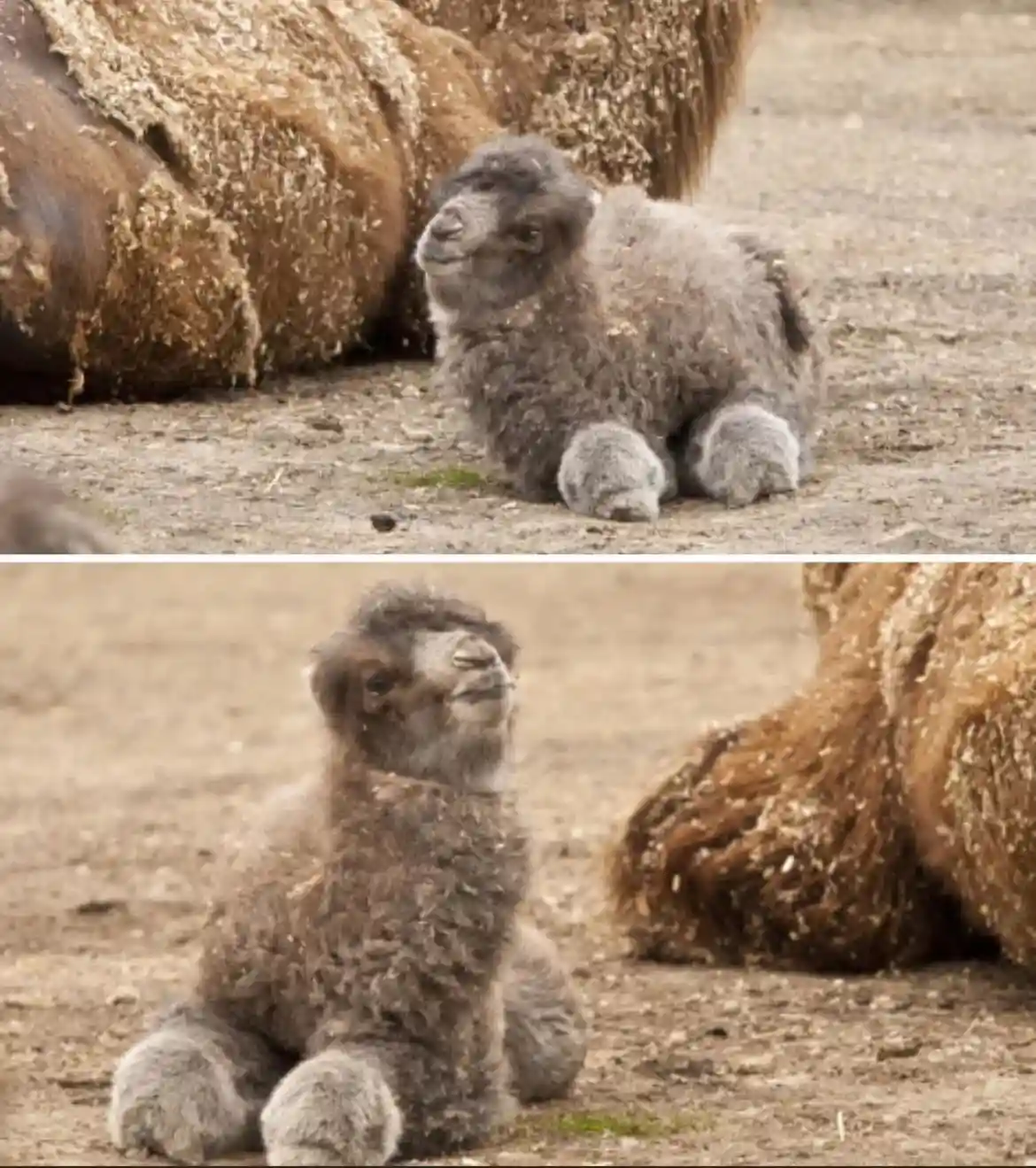 A split image shows a fluffy baby alpaca sitting on dirt, looking up with a smug, content expression. In both panels, the…