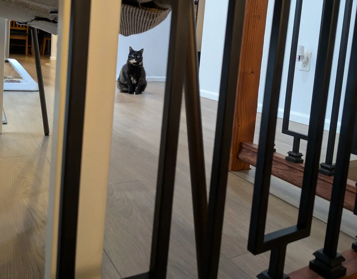 A black and tan cat sits on a light wood floor in a home, viewed through the vertical bars of a black metal staircase…