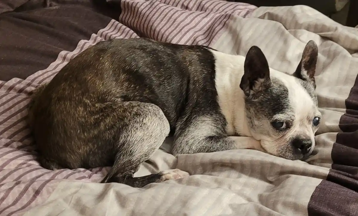 The Charming Old Lady