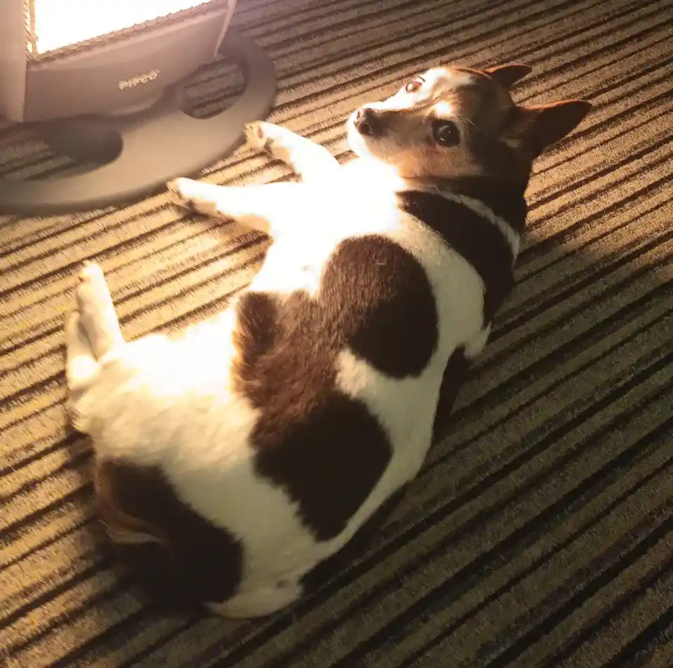A small black and white dog lies on its back on a striped carpet, looking up with wide eyes as a Pifco vacuum cleaner hovers…
