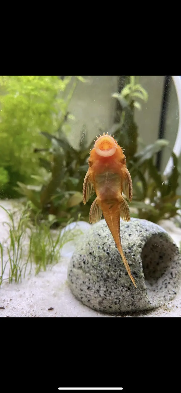An orange freshwater fish, likely a type of pleco or catfish, is shown upside down in an aquarium, its mouth open and facing…