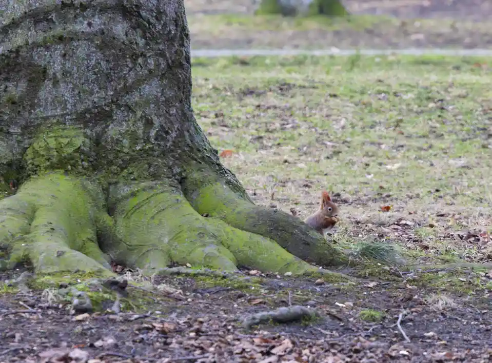 A small red squirrel is visible near the moss-covered roots of a large tree in a grassy area, holding food. The image has…