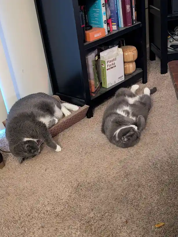 That awkward moment when you confuse the cat's milk with the eggnog