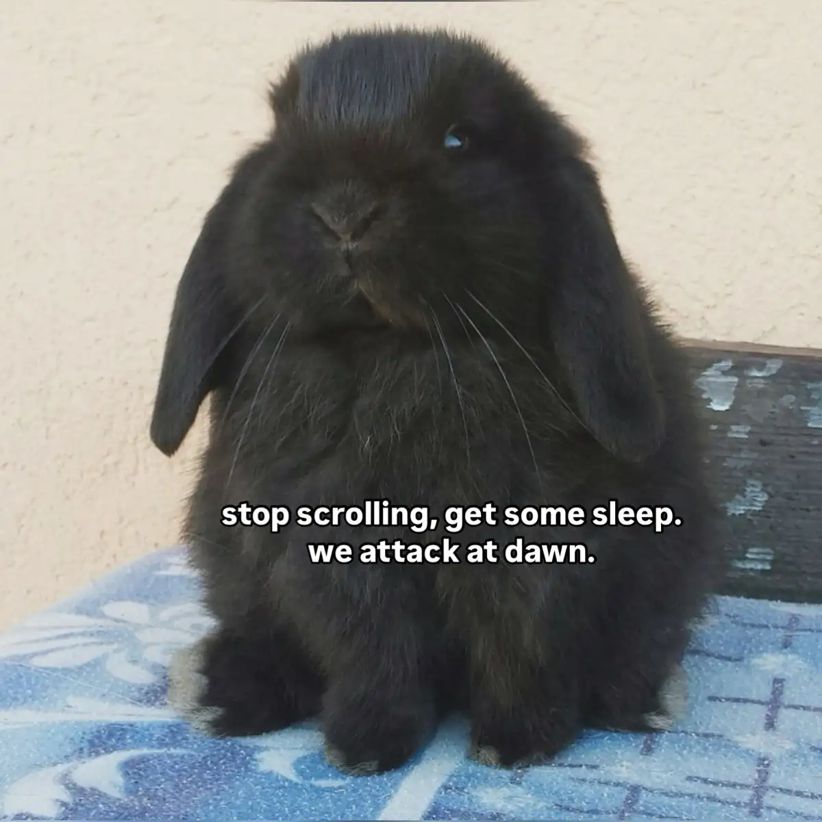 A black, fluffy lop-eared rabbit sits upright on a blue patterned blanket against a beige wall. White text overlaid on the…
