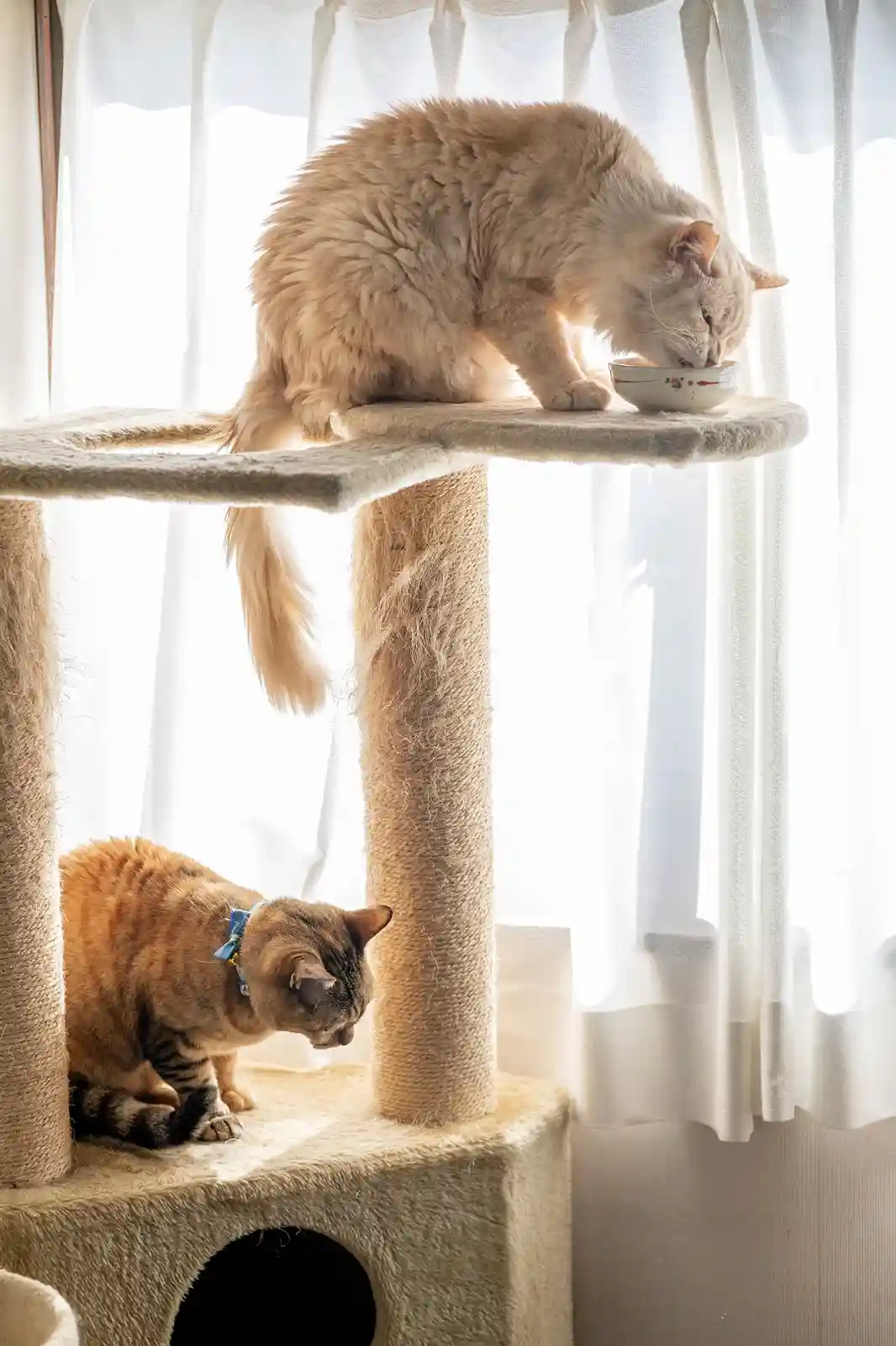 Two cats are on a multi-level cat tree; a fluffy cream-colored cat on the top level eats from a small bowl while a tabby cat…