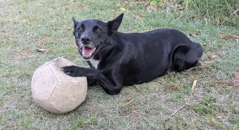 A black dog with a white chest lies on grass next to a worn soccer ball, its paw resting on the ball. The dog has a wide…