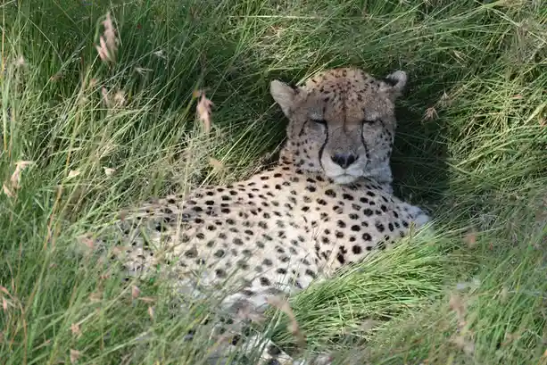 A cheetah is lying down in tall green grass with its eyes closed, appearing very relaxed or sleepy. The overlaid text reads…