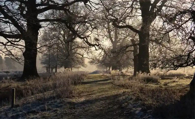 A serene, misty forest path lined with bare, gnarled trees, with frost on the ground and soft sunlight filtering through…