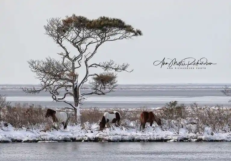 Three horses graze in a snowy landscape beside a body of water, with a distinctive windswept tree behind them. The image has…