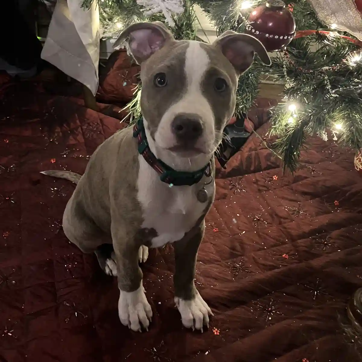 A pit bull-type puppy with a white and gray coat sits on a red quilted blanket in front of a lit Christmas tree, wearing a…