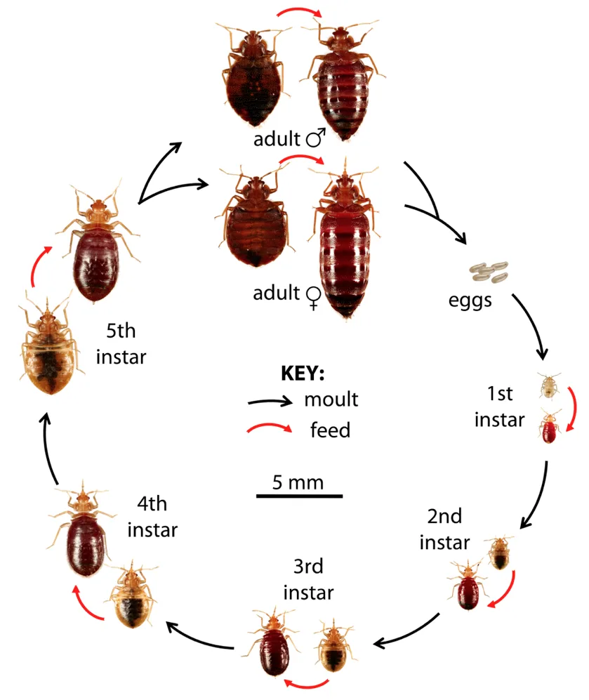 A diagram showing the life cycle of bed bugs, with labeled stages from eggs to adult male and female, connected by arrows…