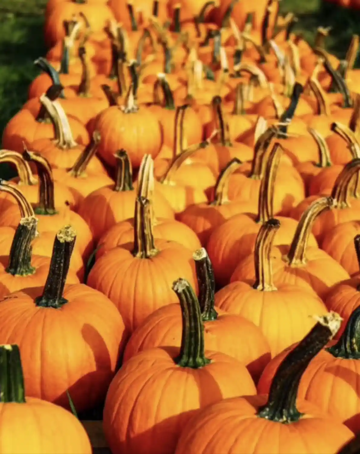 A close-up photo shows rows of bright orange pumpkins with green stems, arranged densely in a field under warm sunlight…