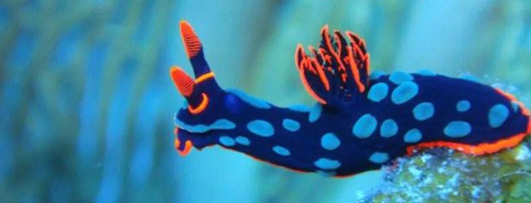 A vibrant blue and orange sea slug with light blue spots and feathery appendages crawls across a coral reef. The image has…