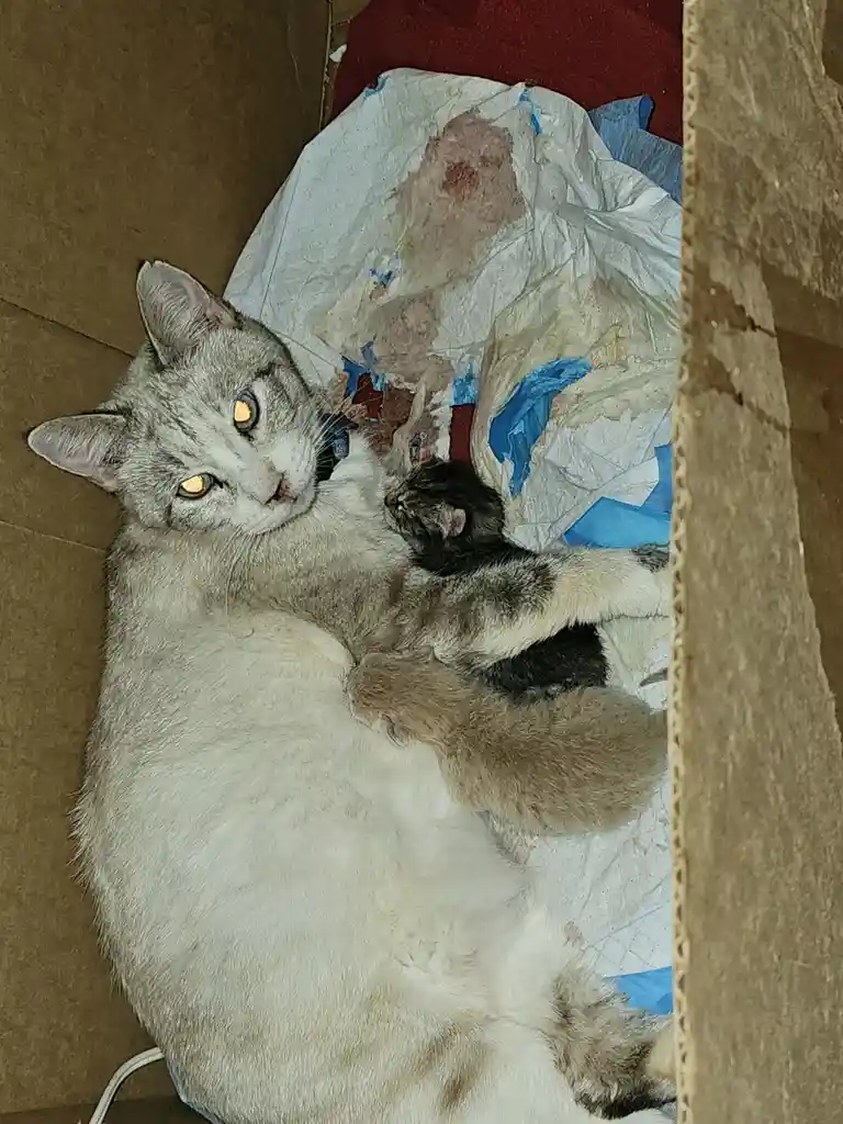 A gray and white mother cat lies in a cardboard box with two tiny kittens, one black and white and one light brown, nestled…