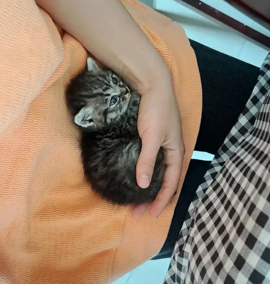 A small, fluffy gray tabby kitten with bright blue eyes is being cradled in a person's hand, resting on an orange textured…