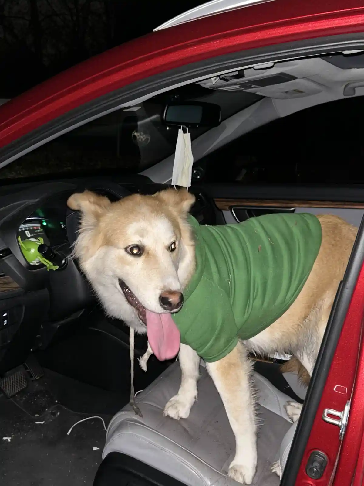 A light-colored dog wearing a green t-shirt stands in the driver's seat of a red car at night, tongue out, looking at the…