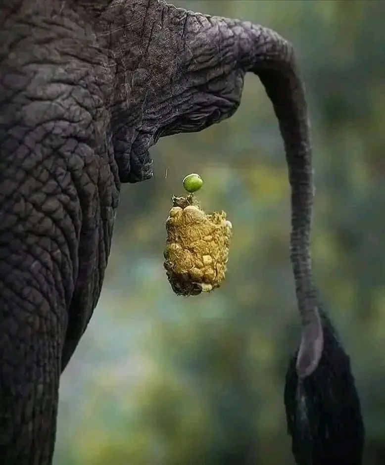 A close-up photograph shows an elephant's trunk delicately holding a large, textured ball of dung with a small green apple…