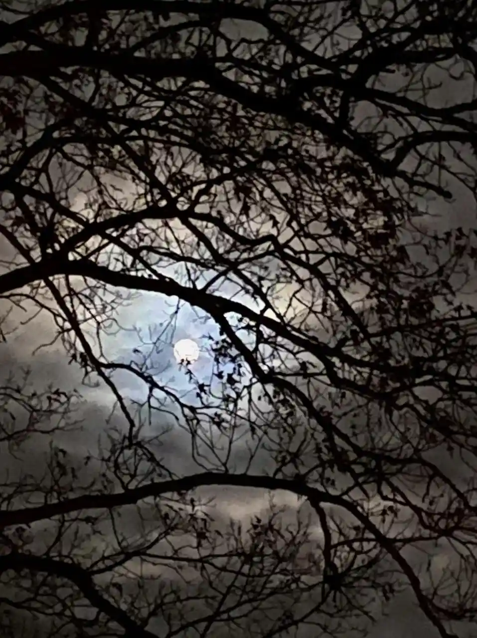 A night sky view through bare tree branches, with a bright full moon visible through a gap in the branches against a cloudy…